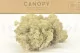 Preserved Reindeer Moss Cream (Bulk Box) 7
