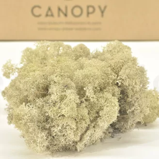 Preserved Reindeer Moss Cream (Bulk Box)