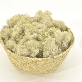 Preserved Reindeer Moss Cream (Bulk Box)
