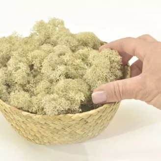 Preserved Reindeer Moss Cream (Bulk Box)
