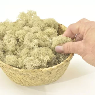 Preserved Reindeer Moss Cream (Bulk Box)