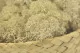 Preserved Reindeer Moss Cream (Bulk Box) 6