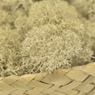 Preserved Reindeer Moss Cream (Bulk Box)