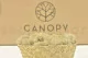 Preserved Reindeer Moss Cream (Bulk Box) 8