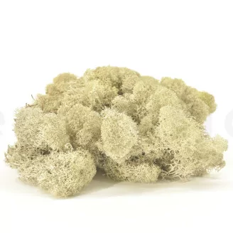 Preserved Reindeer Moss Cream (Bulk Box)