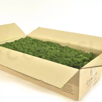 Preserved Reindeer Moss Forest Green (Bulk Box)