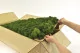 Preserved Reindeer Moss Forest Green (Bulk Box) 5