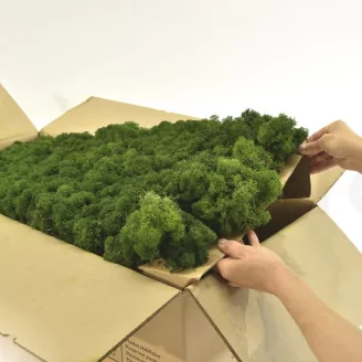 Preserved Reindeer Moss Forest Green (Bulk Box)