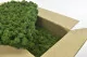 Preserved Reindeer Moss Forest Green (Bulk Box) 1