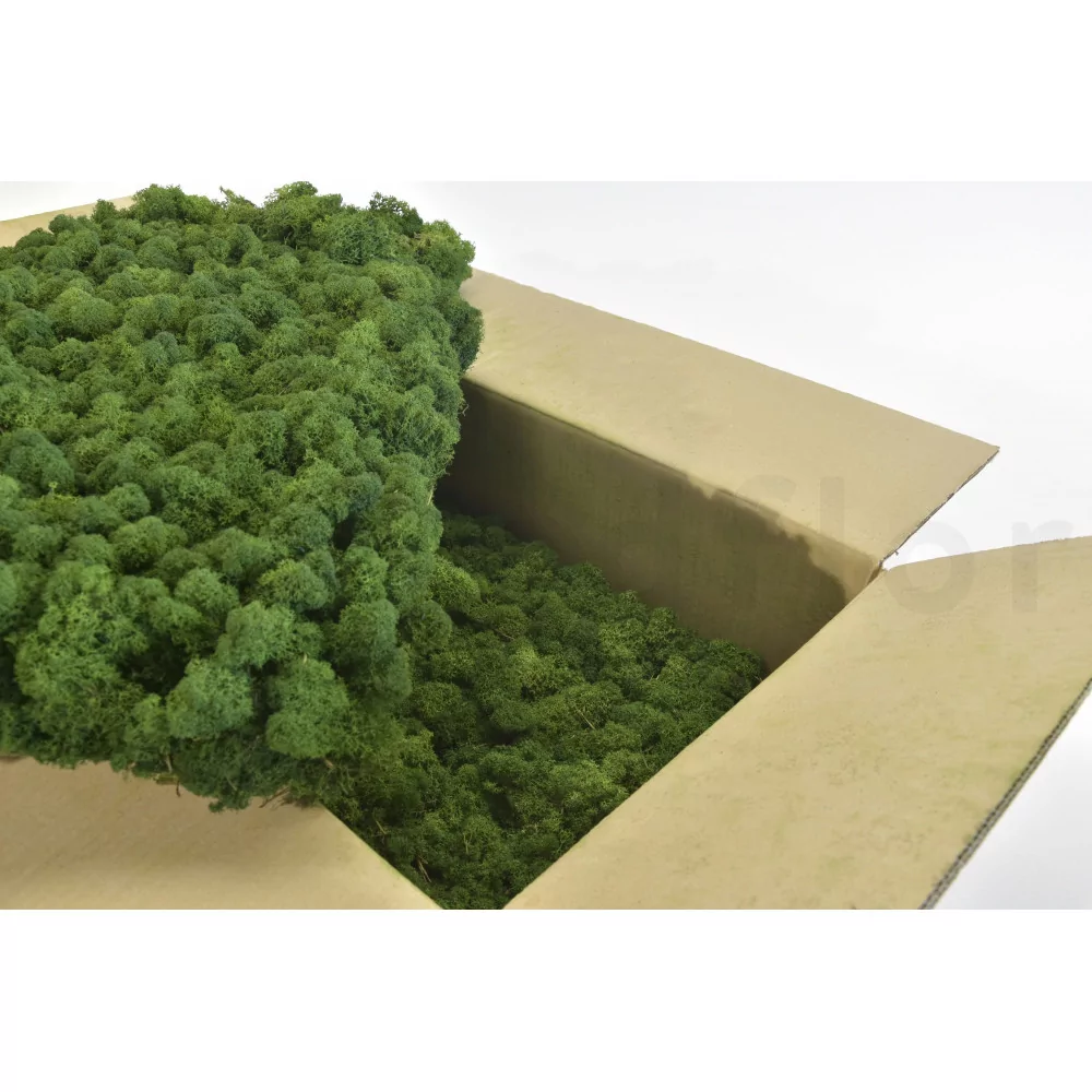Preserved Moss Velvet - box - Green – Si-nature