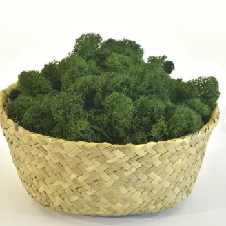 Preserved Reindeer Moss Forest Green (Bulk Box)
