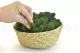 Preserved Reindeer Moss Forest Green (Bulk Box) 9