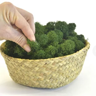 Preserved Reindeer Moss Forest Green (Bulk Box)