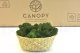 Preserved Reindeer Moss Forest Green (Bulk Box) 7