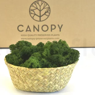 Preserved Reindeer Moss Forest Green (Bulk Box)