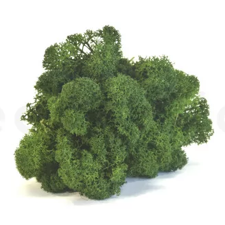 Preserved Reindeer Moss Forest Green (Bulk Box)