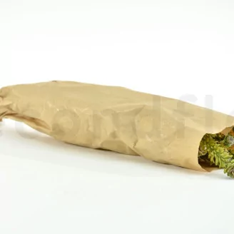 Preserved Tortum Female Green