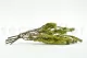 Preserved Tortum Female Green 11