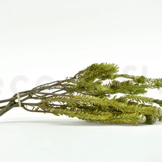 Preserved Tortum Female Green