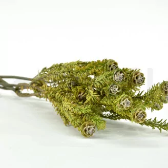 Preserved Tortum Female Green