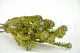 Preserved Tortum Female Green 4