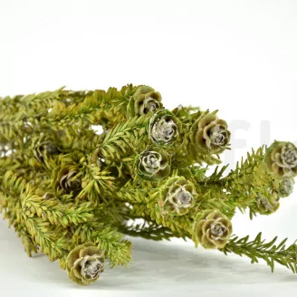 Preserved Tortum Female Green