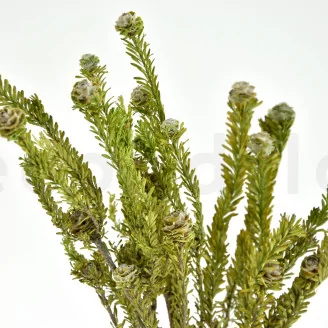Preserved Tortum Female Green