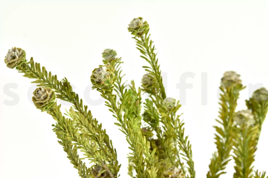 Preserved Tortum Female Green