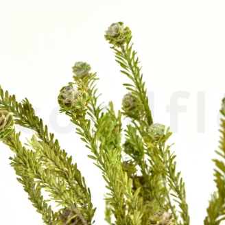 Preserved Tortum Female Green