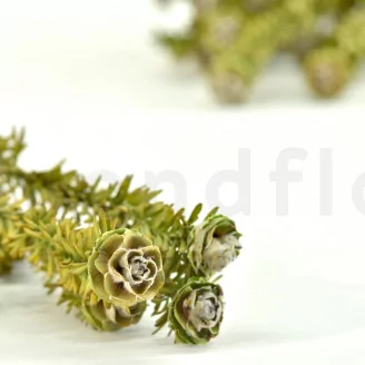 Preserved Tortum Female Green