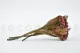 Preserved Brunia Albiflora Burgundy 10