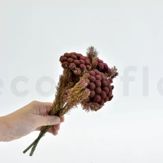 Preserved Brunia Albiflora Burgundy