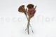Preserved Brunia Albiflora Burgundy 4