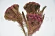 Preserved Brunia Albiflora Burgundy 6