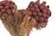 Preserved Brunia Albiflora Burgundy 9
