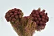 Preserved Brunia Albiflora Burgundy 7