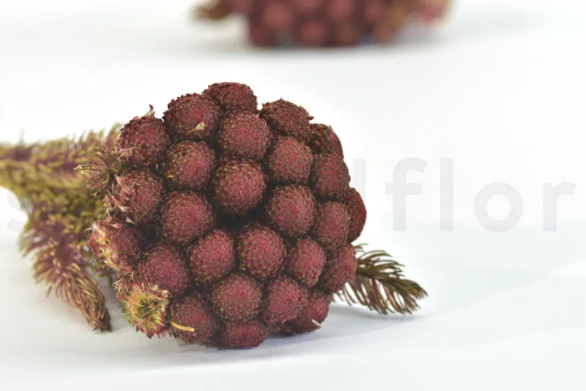 Preserved Brunia Albiflora Burgundy