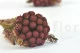 Preserved Brunia Albiflora Burgundy 1