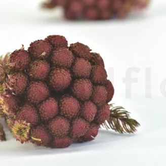 Preserved Brunia Albiflora Burgundy