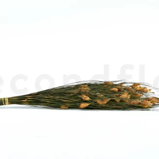 Preserved Bell Grass Female Autumnal