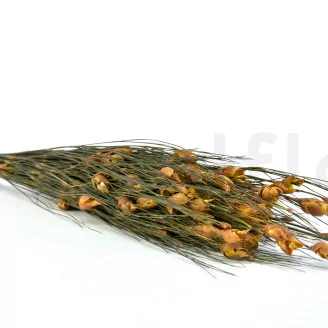 Preserved Bell Grass Female Autumnal