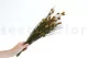 Preserved Bell Grass Female Autumnal 3