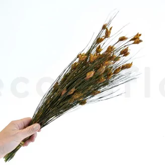 Preserved Bell Grass Female Autumnal