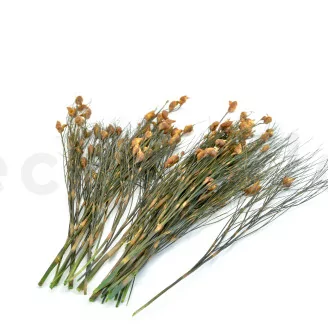 Preserved Bell Grass Female Autumnal