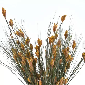 Preserved Bell Grass Female Autumnal