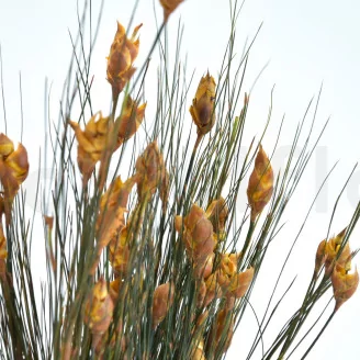 Preserved Bell Grass Female Autumnal