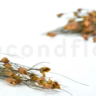 Preserved Bell Grass Female Autumnal