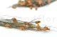 Preserved Bell Grass Female Autumnal 6
