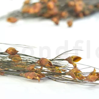 Preserved Bell Grass Female Autumnal