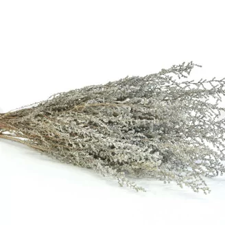 Preserved Stoebe Silver
